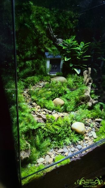 Terrarium 229 - Hometown 2