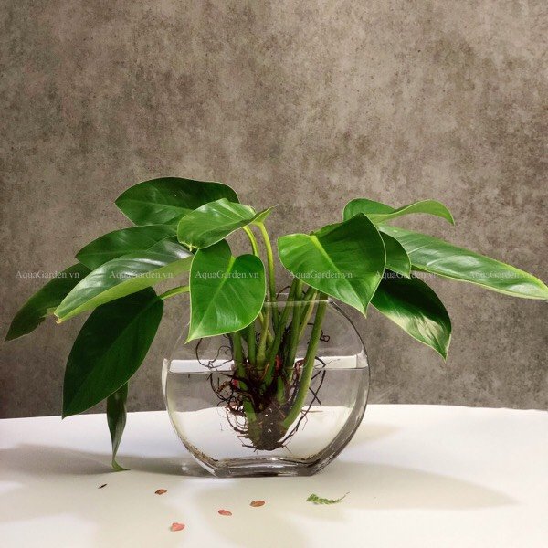 Đế Vương Xanh 11 - Cây Thủy Canh