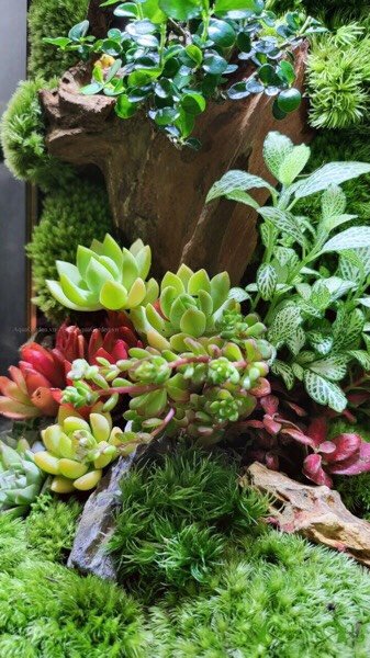 Terrarium 223 - Viva la vida 3