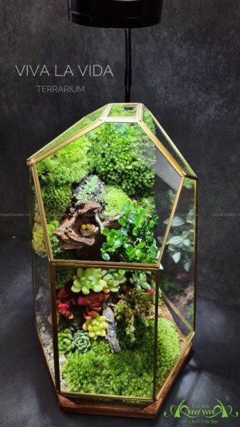 Terrarium 223 - Viva la vida 2