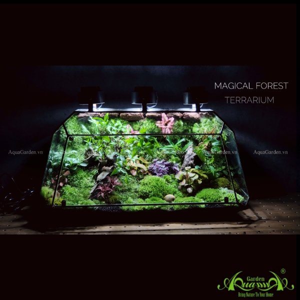 Terrarium 218 - Magical Forest 3