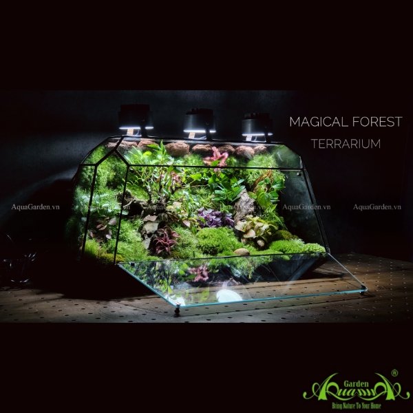 Terrarium 218 - Magical Forest