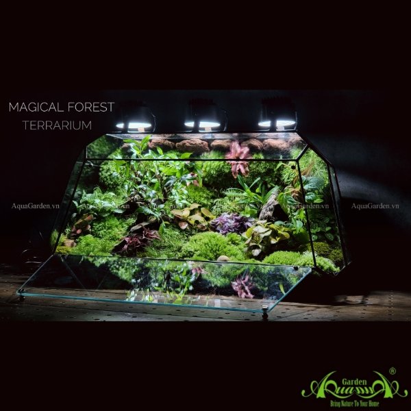Terrarium 218 - Magical Forest 2