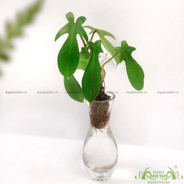 Cây Én Var 2 - Cây Thủy Canh
