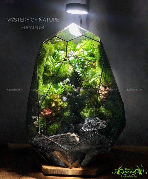 Terrarium 217 - Mystery of Nature 2