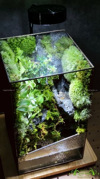 Terrarium 212 - Suối Thác Mơ 2