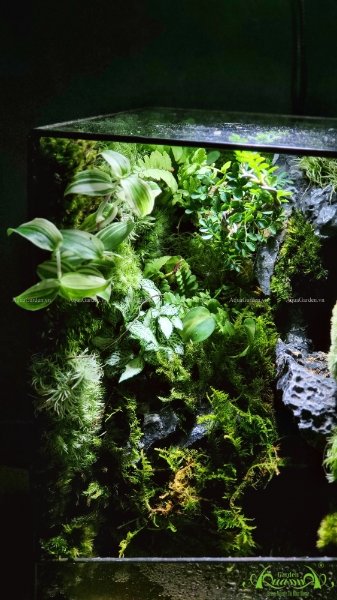 Terrarium 212 - Suối Thác Mơ 3
