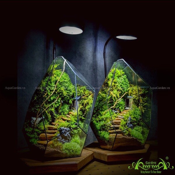 Terrarium 210 - Mystic Staircase 2