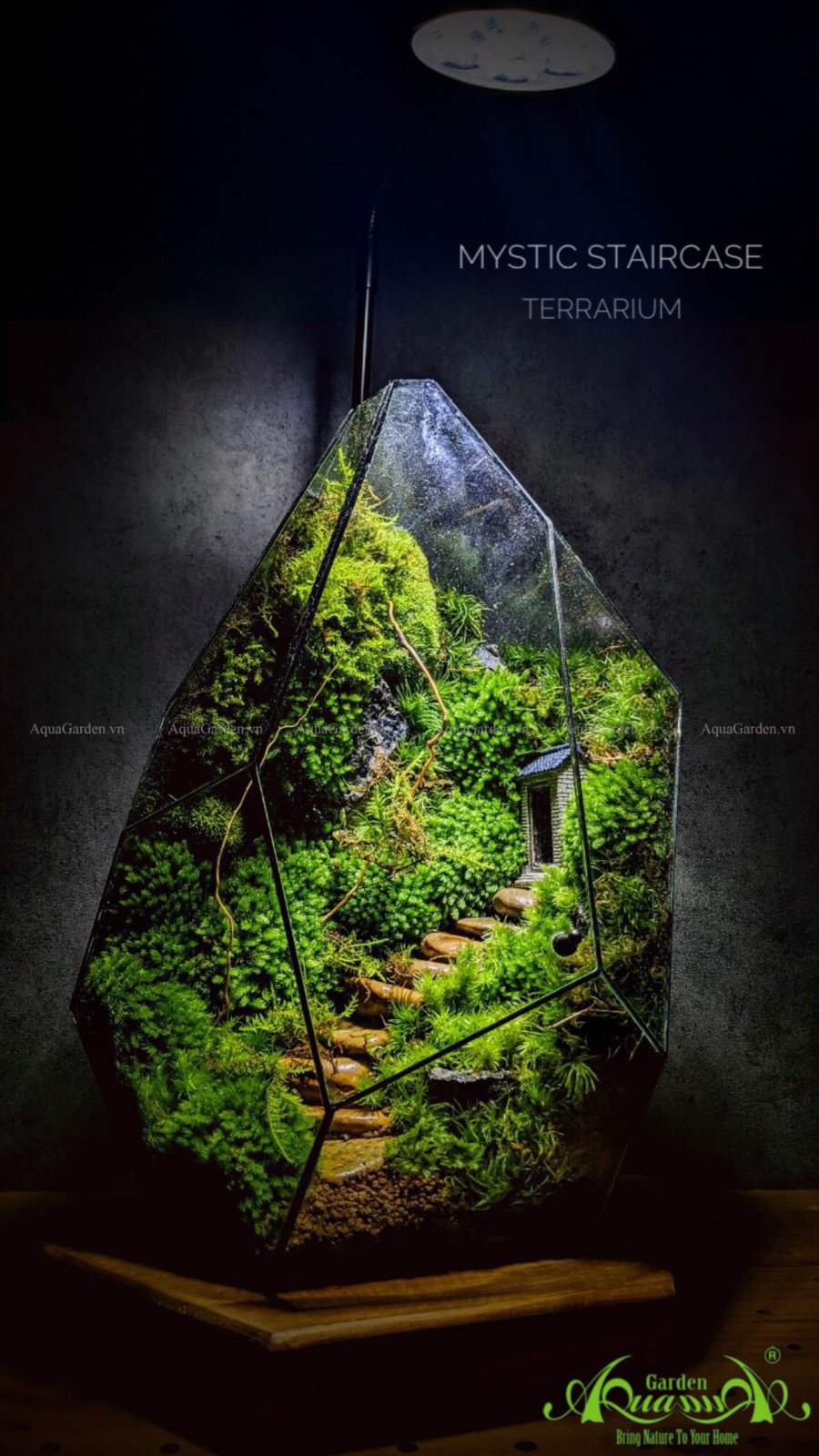 Terrarium 210 - Mystic Staircase