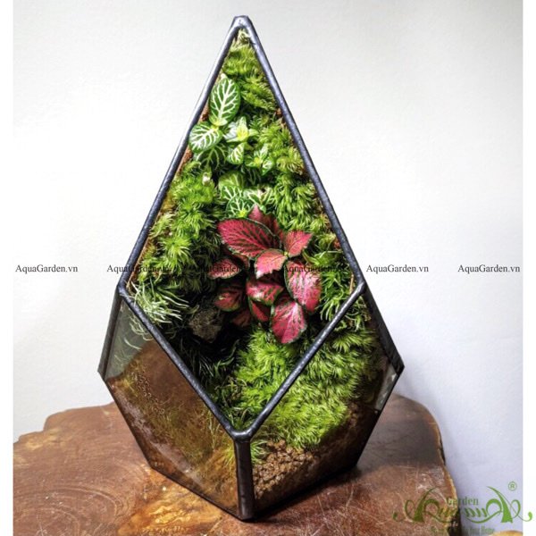 Terrarium 207 - Chóp rêu