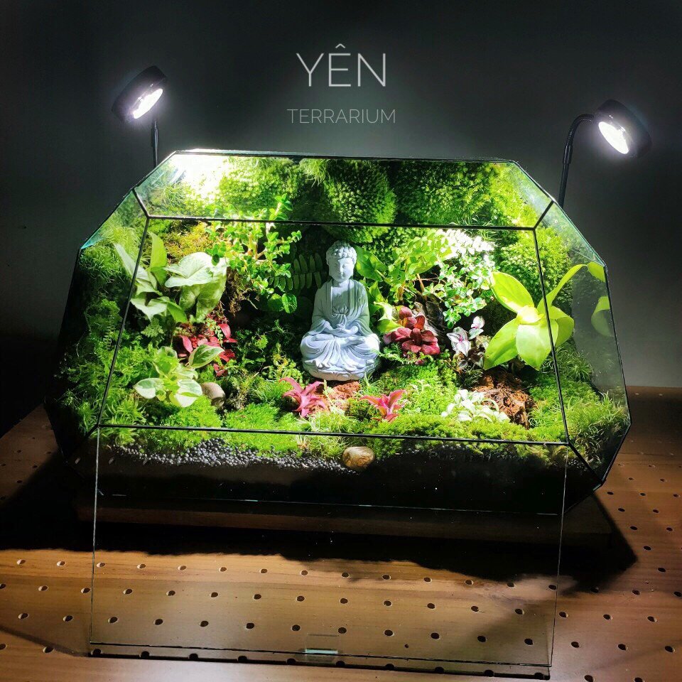 Terrarium 201 - Yên 2