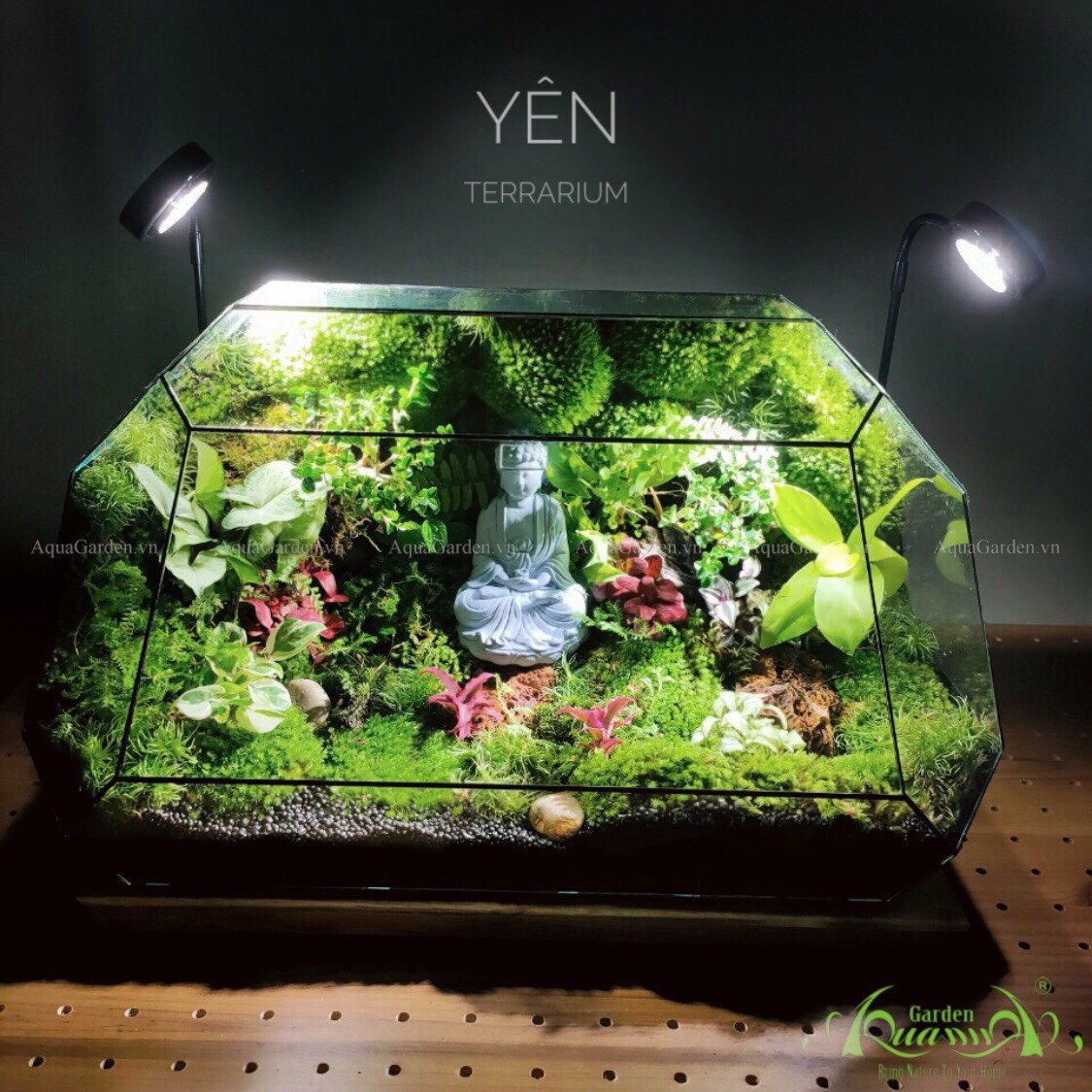 Terrarium 201 - Yên 3