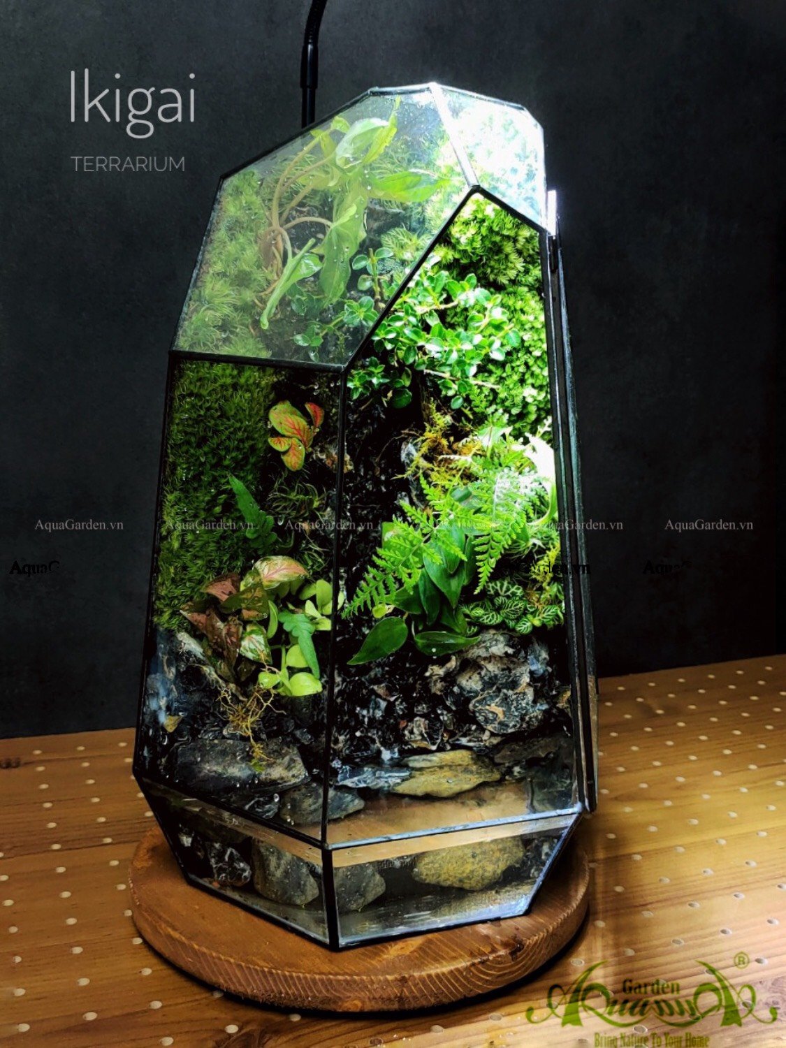 Terrarium 200 - Ikigai 2