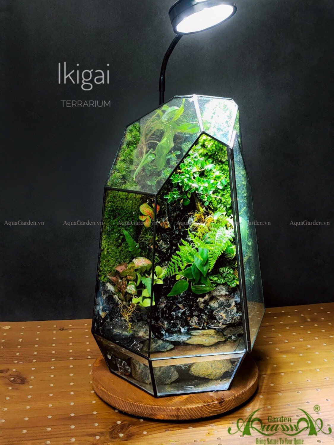 Terrarium 200 - Ikigai