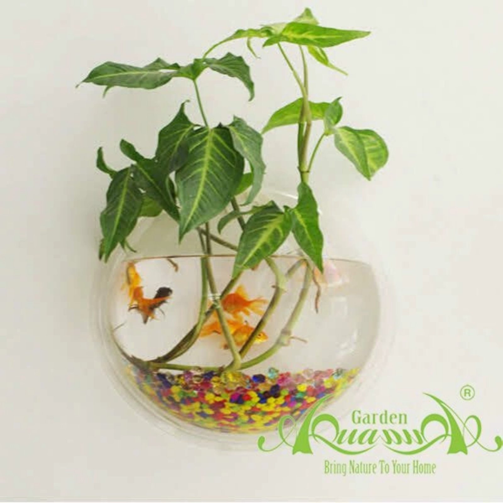 Nửa Tròn - Thủy Tinh Áp Tường 2