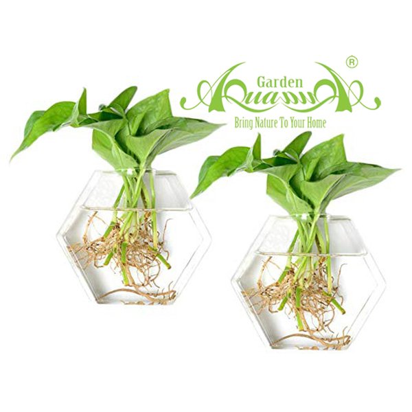Set Áp Tường 06 - Trầu Bà 2
