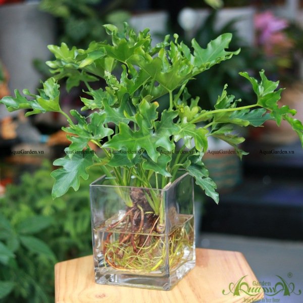 Thanh Xuân Đột Biến 02 - Cây Thủy Canh 3