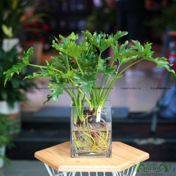 Thanh Xuân Đột Biến 02 - Cây Thủy Canh 2