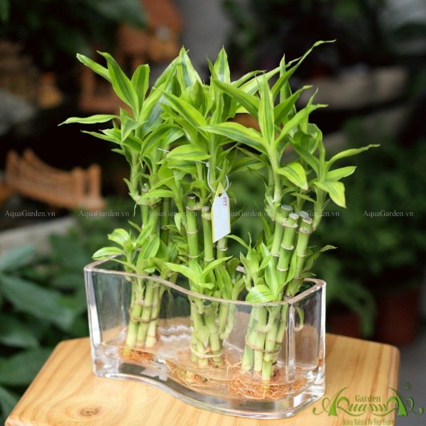Phát Tài Trúc 01 - Cây Thủy Canh 2