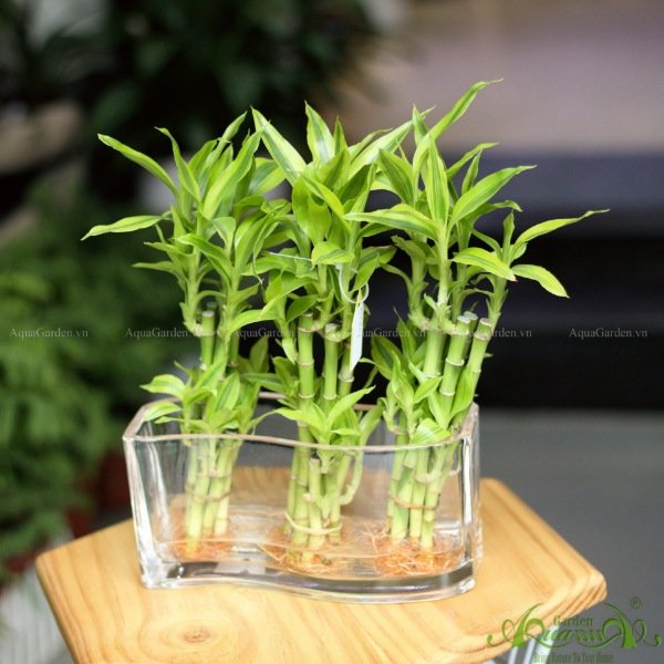 Phát Tài Trúc 01 - Cây Thủy Canh