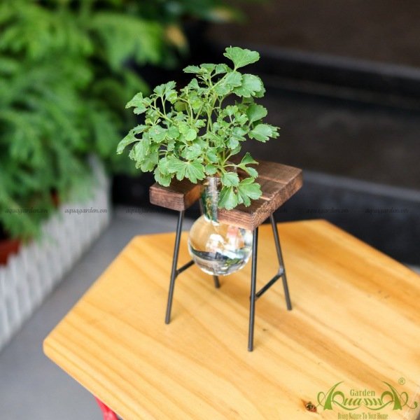 Đinh Lăng - Kệ Gỗ Bộ 1 3