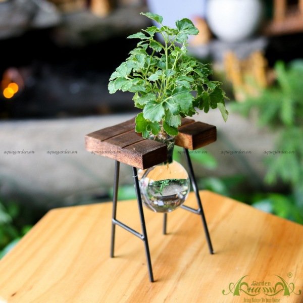 Đinh Lăng - Kệ Gỗ Bộ 1 2