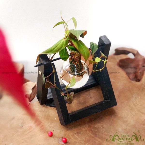 Trầu Bà Tím - Xích Đu Bộ 1