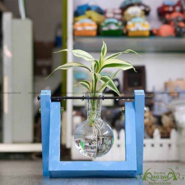 Phát Tài Viền Trắng - Bộ xích đu thủy canh - thủy canh Aquagarden 3