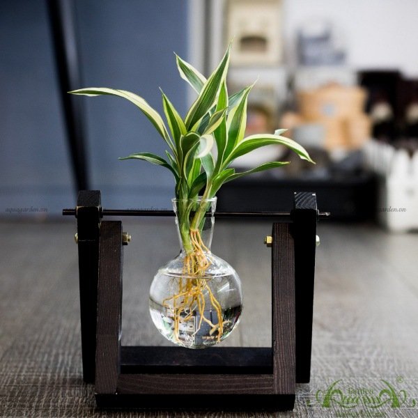 Phát Tài Viền Trắng - Bộ xích đu thủy canh - thủy canh Aquagarden