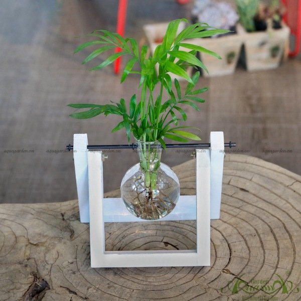 Cau Tiểu Trâm - Bộ kệ xích đu - Thủy canh Aquagarden 3