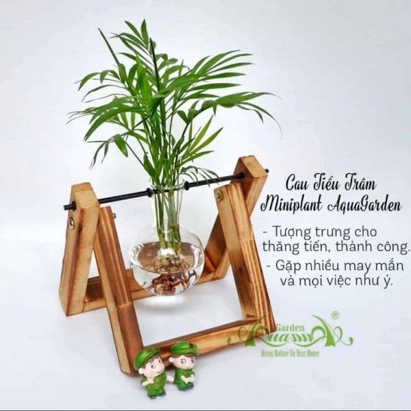 Cau Tiểu Trâm - Bộ kệ xích đu - Thủy canh Aquagarden