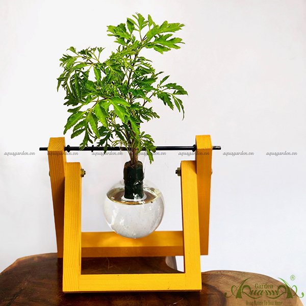 Đinh Lăng Xanh - Xích Đu Bộ 1 2