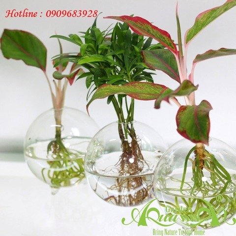 Set Mini 22 - Trầu Bà Sữa 3