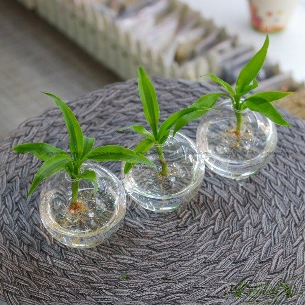Set Mini 22 - Trầu Bà Sữa 2