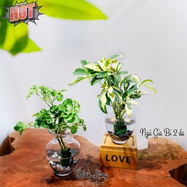 Set Mini 20 - Đinh Lăng - Ngũ gia bì