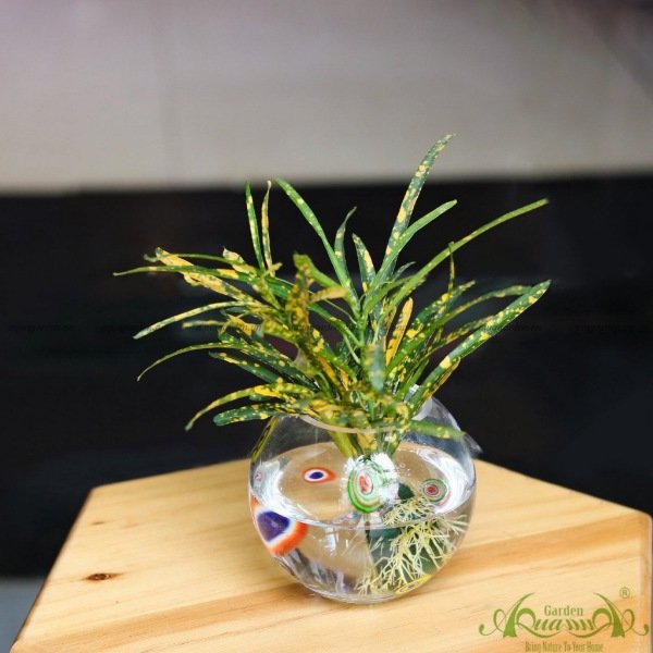 Set Mini 19 - Vàng Anh 2