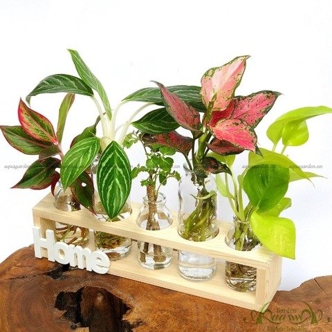 Set Mini 12 - HOME Bộ 5 2