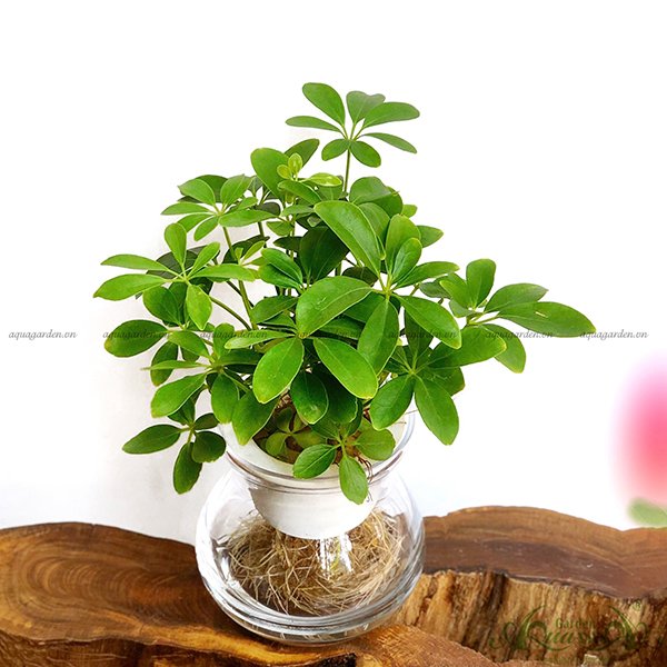 Ngũ Gia Bì 01 - Cây Thuỷ Canh