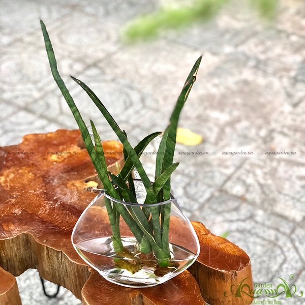 Ngà Voi 01 - Cây Thuỷ Canh