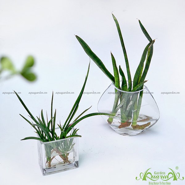Ngà Voi 01 - Cây Thuỷ Canh 2