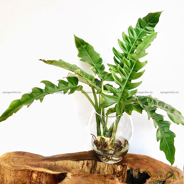 Lục Vỹ Cầm 03 - Cây Thuỷ Canh 2