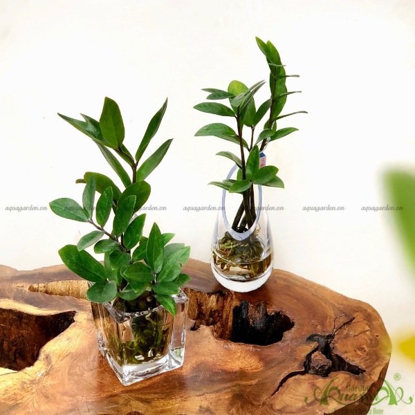 Kim Phát Tài 05 - Cây Thủy Canh