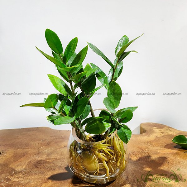 Kim Phát Tài 03 - Cây Thủy Canh 2