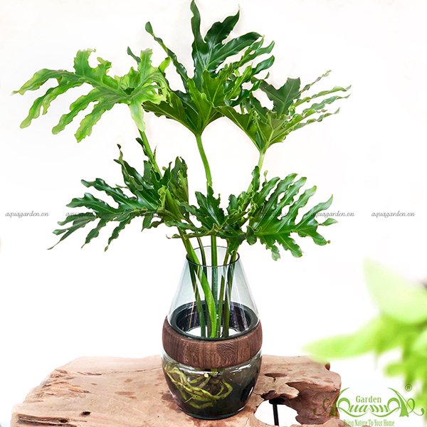 Thanh Xuân 05 - Cây Thủy Canh