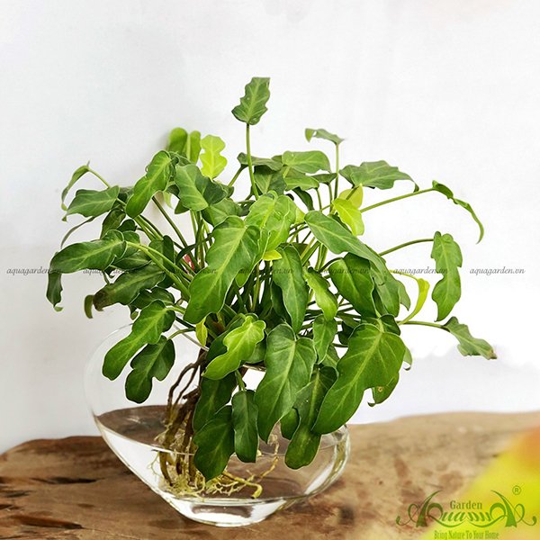 Lá Khía Đột Biến 01 - Cây Thủy Canh 2