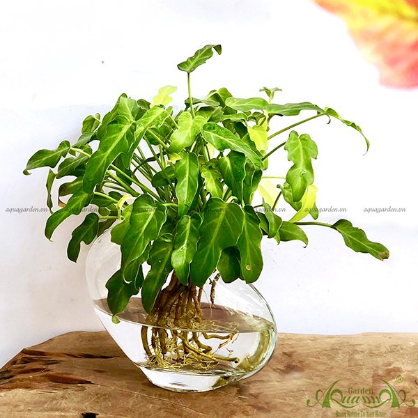 Lá Khía Đột Biến 01 - Cây Thủy Canh