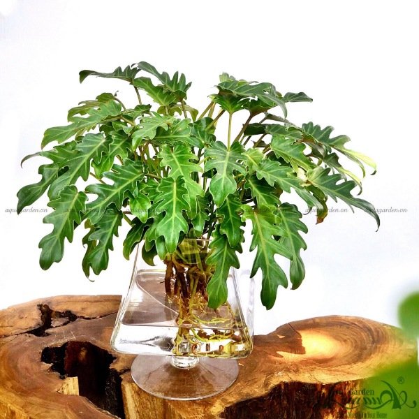 Lá Khía 09 - Cây Thủy Canh