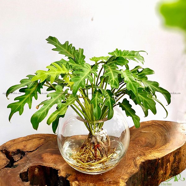 Lá Khía 07 - Cây Thủy Canh 2