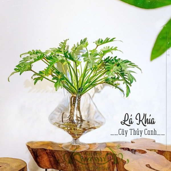 Lá Khía 04 - Cây Thủy Canh
