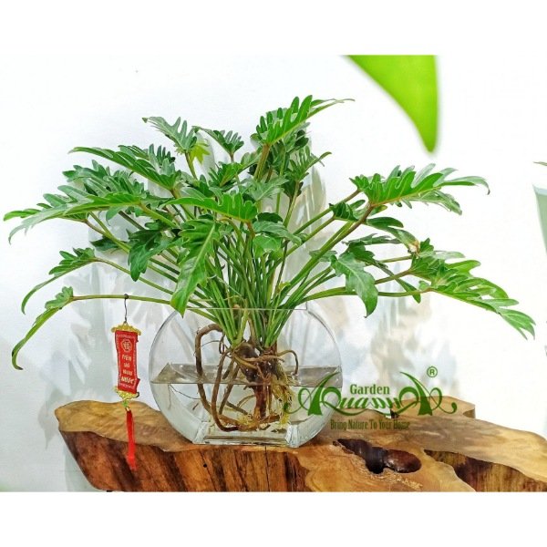 Lá Khía 03 - Cây Thủy Canh 2